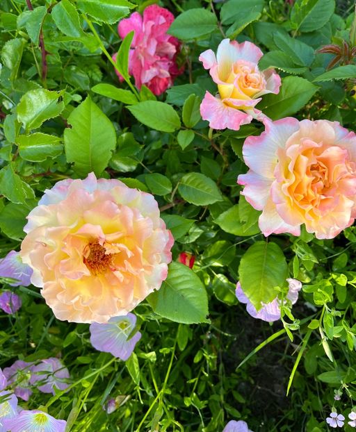 CCC976B0-D177-4CF2-B996-5696C27386A7 - Trandafiri 2022 3