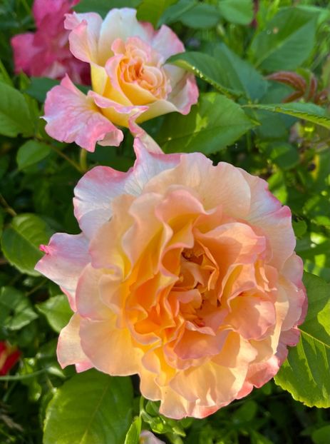 BF3F95FD-8085-4FB2-843B-88CD1D0B01F2 - Trandafiri 2022 3