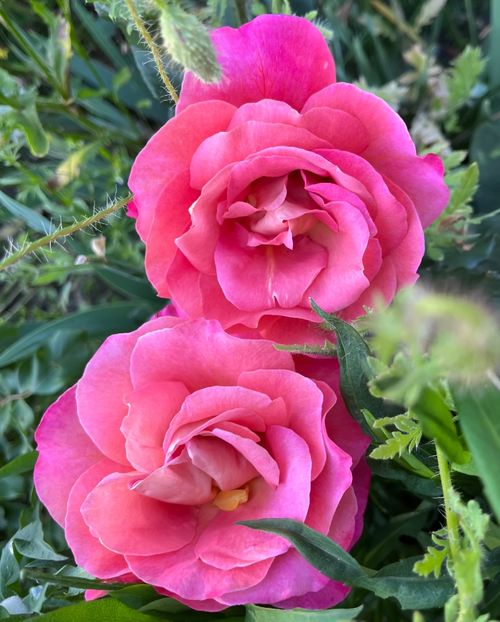 Belle epoque - Trandafiri 2022 3