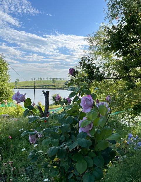 Sissi - Trandafiri 2022 3