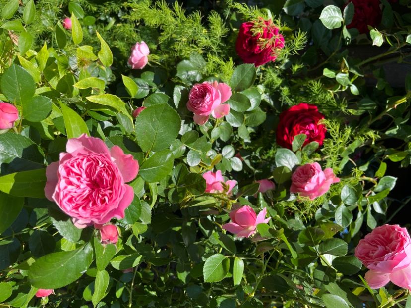 34B525E7-987A-48AD-B1C4-2587B4BDE845 - Trandafiri 2022 3