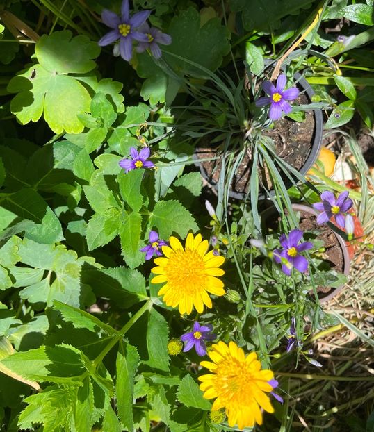 7C1A7472-5F74-4B2B-A5F2-34E0F4E03050 - Flori 2022 2023