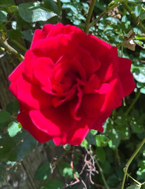 F3BCC98D-4147-4A08-9354-B03D69DABB14 - Trandafiri 2022 3