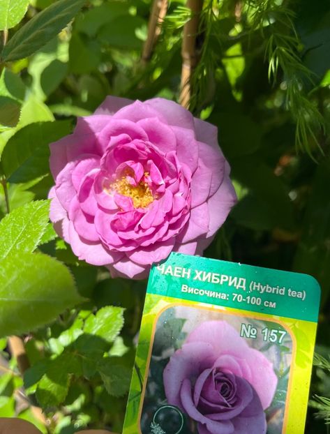 C90EFCDB-AC31-4C25-9EEA-1E15C6E856DF - Trandafiri 2022 3