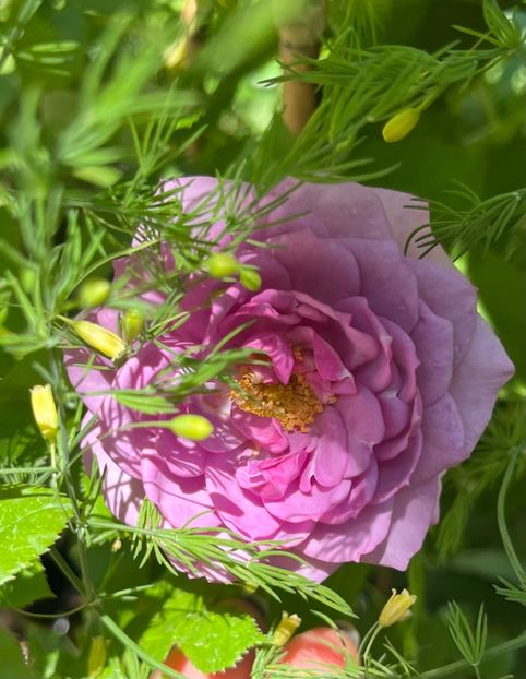 6299C65D-AFB0-4B5F-8C54-53E36F8F2199 - Trandafiri 2022 3