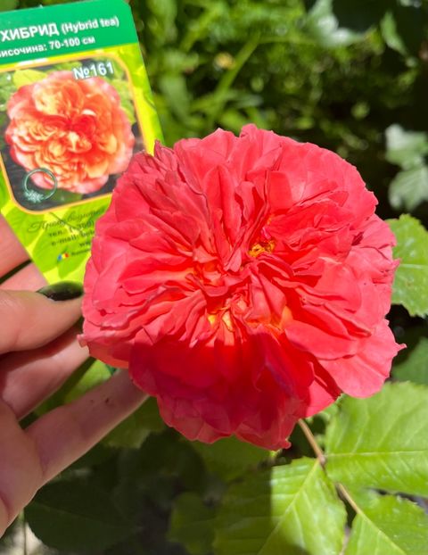 240FA3B6-AF0B-42E0-B85D-8BBF3AFD3C99 - Trandafiri 2022 3