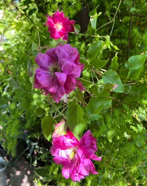 FDD1C90F-2599-4FF9-B806-A4CC7D3A09EB - Trandafiri 2022 3