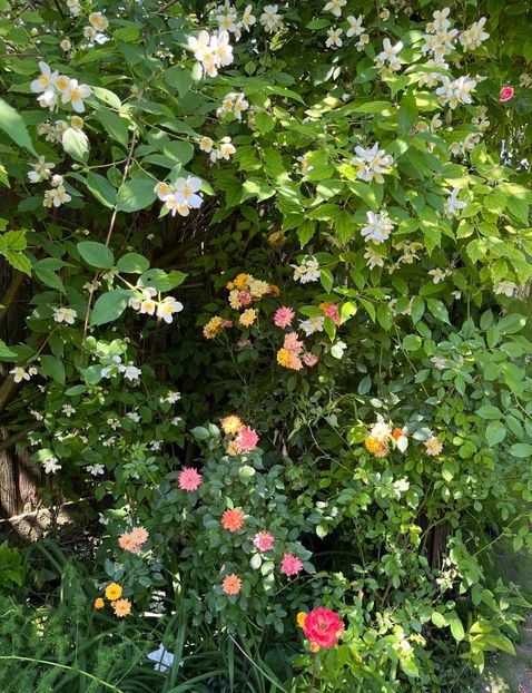 1B06173D-4D03-4FDF-A51A-38CF4450BD04 - Trandafiri 2022 3