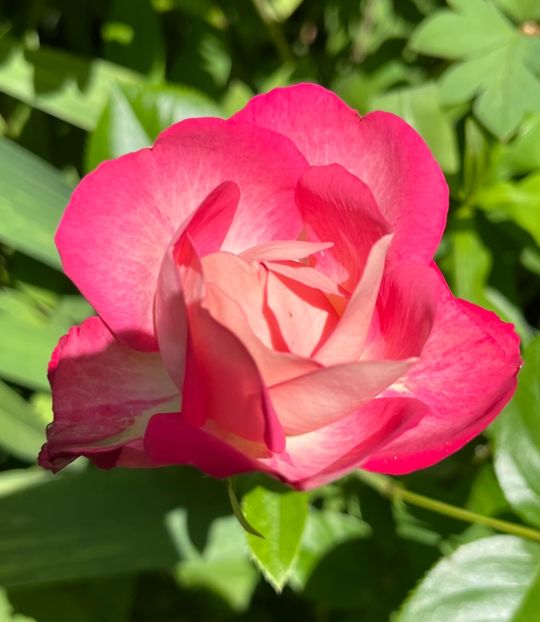 BC964509-FB2C-49CA-B0BC-9A883458D70B - Trandafiri 2022 3