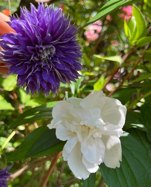 C22F6292-29C0-4A11-A757-E6C712FEBEE6 - Arbuști 2021-2023