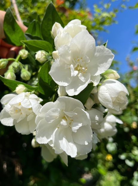 3E7901E3-083C-418C-A8D7-CE31F1B1F30B - Arbuști 2021-2023