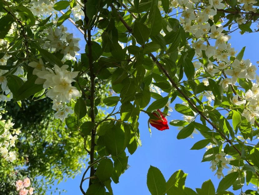 53A971C3-5938-41B9-8FBE-E47C9515755A - Arbuști 2021-2023