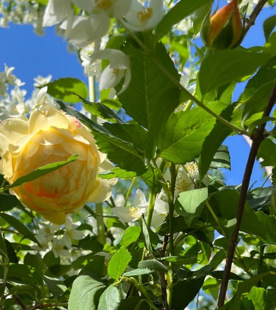 BCCD5483-2487-4995-A93C-EAAFADC93C29 - Trandafiri 2022 3