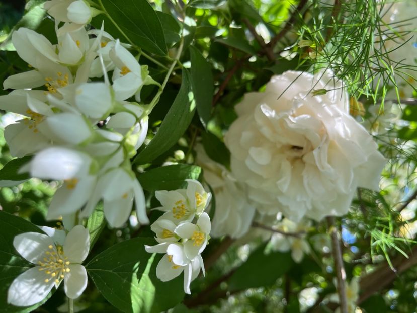 09F8F30D-0764-47EE-8F20-0C5C6B991609 - Arbuști 2021-2023