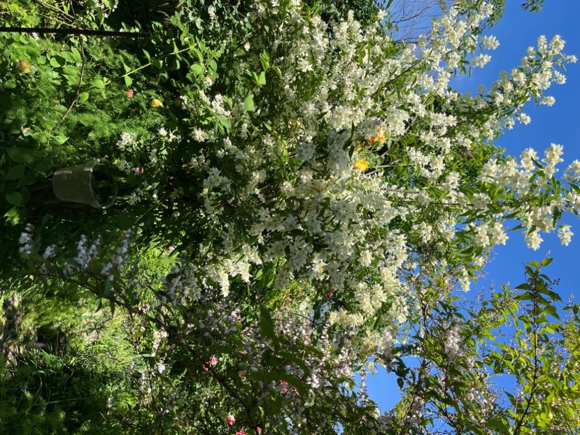 0DAFD6FE-7F49-402C-B402-59CD17832002 - Arbuști 2021-2023