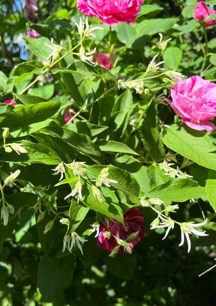 493F52AB-EB4F-433F-B769-79E227CF3271 - Trandafiri 2022 3