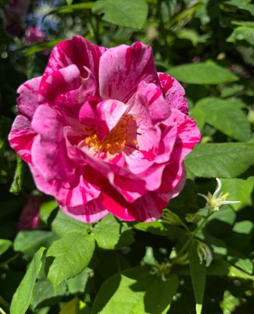 05FA2096-7E35-4F50-B2CA-AC0736D861FF - Trandafiri 2022 3