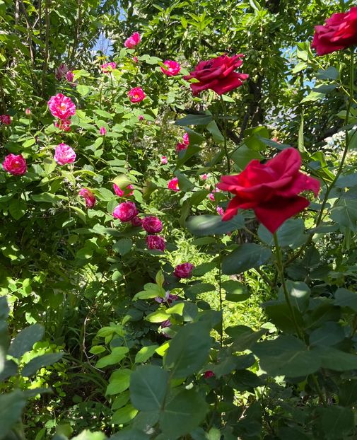 A60BD5B8-F74D-4D4A-A17E-AD3679DE592A - Trandafiri 2022 3