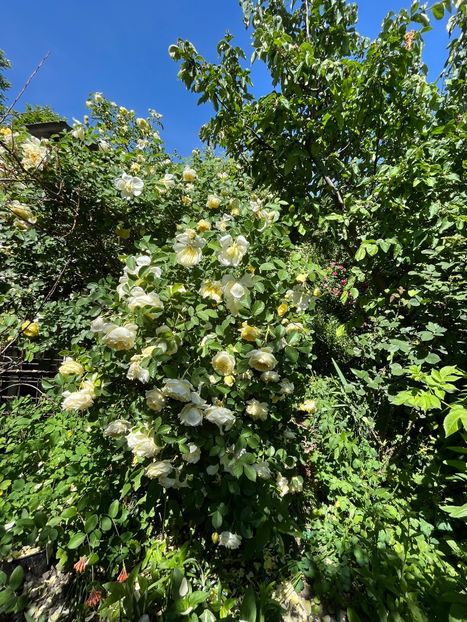 643FF6EB-B7F6-4986-B379-6121DC55358B - Arbuști 2021-2023