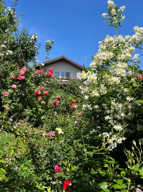 B0F7871C-18F7-4970-A892-D6AFA92EA2BA - Trandafiri 2022 3