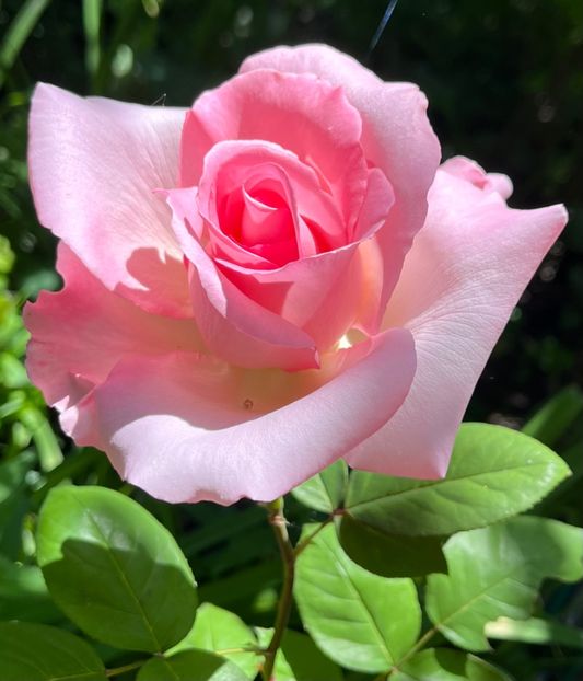 9A894916-7AE1-4665-91ED-5256715CE576 - Trandafiri 2022 3