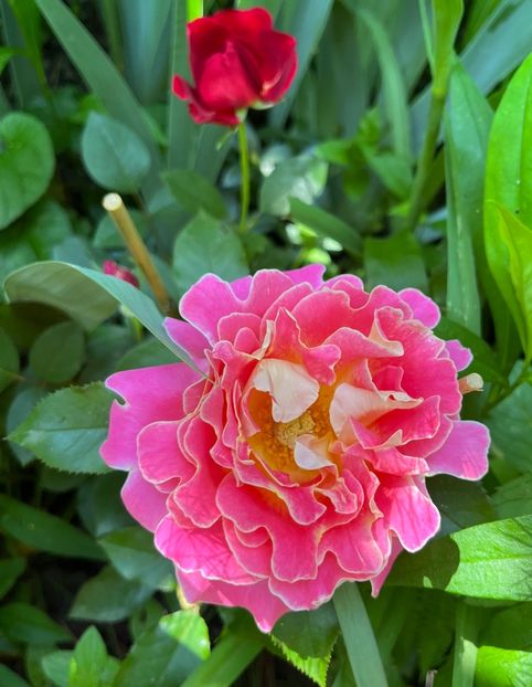 Pink lady ruffles - Trandafiri 2022 3