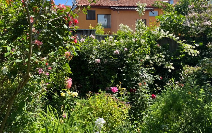 6F5F3BD4-1B2D-4378-8C3A-7022CDC7E21C - Trandafiri 2022 3