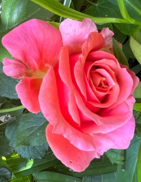 A5CA5CB2-E89A-463A-AB37-E020CCF6E486 - Trandafiri 2022 3