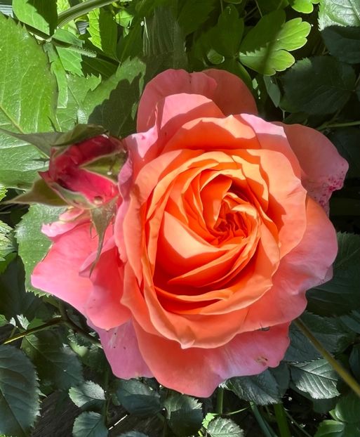 FABF2F36-B396-49AD-9D07-A1B1F786455F - Trandafiri 2022 3