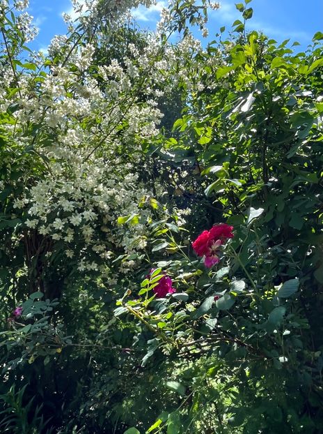 E7D98B2F-9509-48C7-A936-0241DEF15C7A - Trandafiri 2022 3