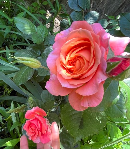 37E2FA26-B85A-4A61-BE9D-2F6576FD9AA0 - Trandafiri 2022 3