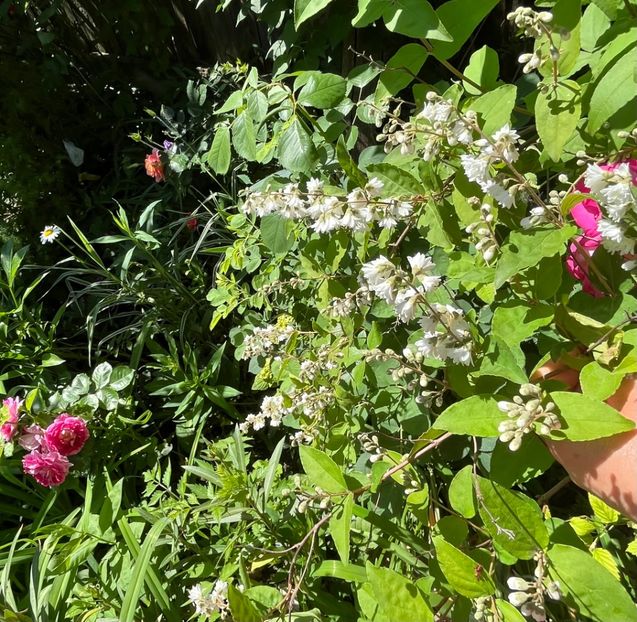 85E4A622-3DF2-4817-9AA7-725FE9D6AF1A - Trandafiri 2022 3