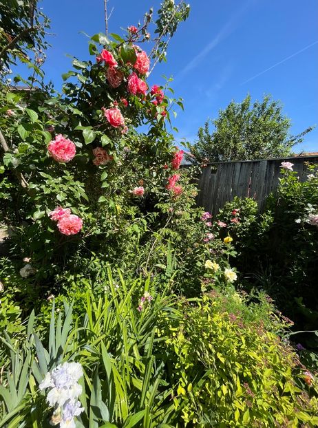 F47EDDDB-7832-4C1E-A834-DF80E01EC71A - Trandafiri 2022 3