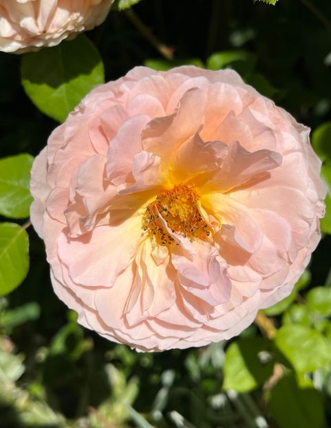 6947DFCD-3046-45A3-A073-38DE6C40B040 - Trandafiri 2022 3