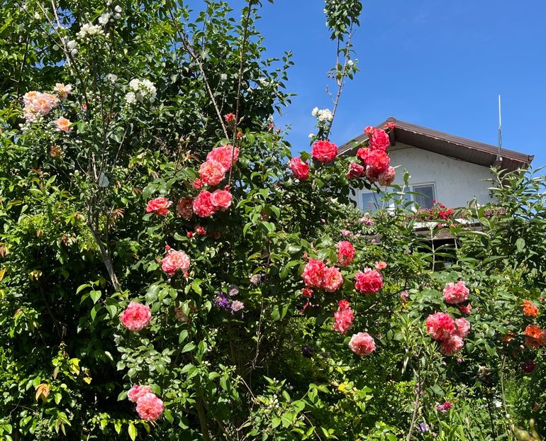 C4077CC6-83AE-43C7-84A4-1270BC26ED64 - Trandafiri 2022 3