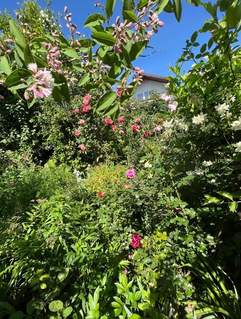 D92F2B4A-EEB2-4B2E-8BF2-EB3EE2109784 - Trandafiri 2022 3