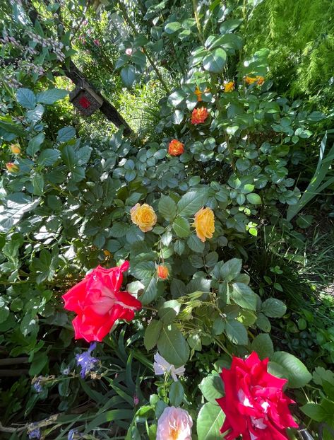 5F2DFAB7-C199-4962-9DC4-B688150FBCF4 - Trandafiri 2022 3