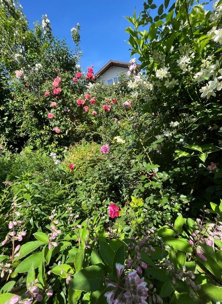 7BF3E099-BD04-465F-A417-86CEE42800DA - Trandafiri 2022 3