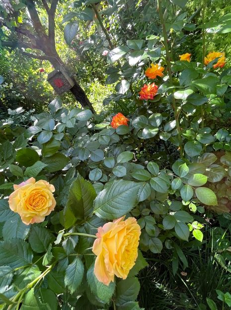 583AE41C-D227-426F-A829-CAC2DA67177A - Trandafiri 2022 3