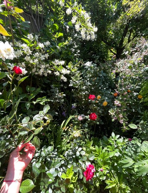 0485FF52-2301-4AAA-8F33-2BDA1B2ACAB8 - Trandafiri 2022 3