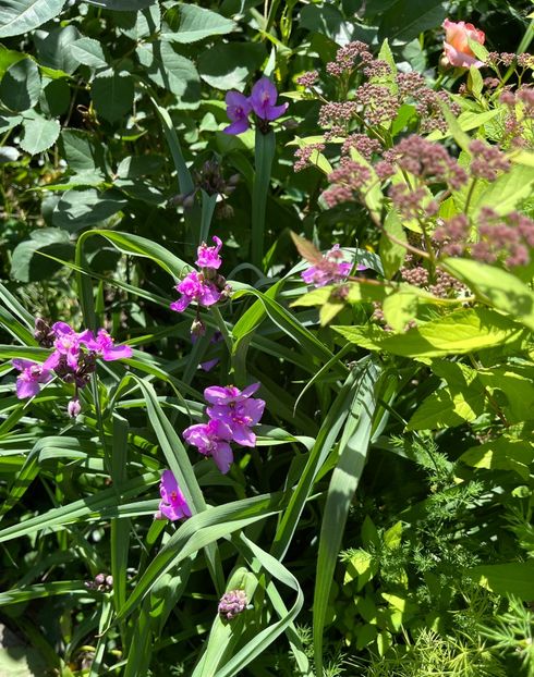 58417F08-AF89-4B00-8F32-2D7445B9B617 - Trandafiri 2022 3