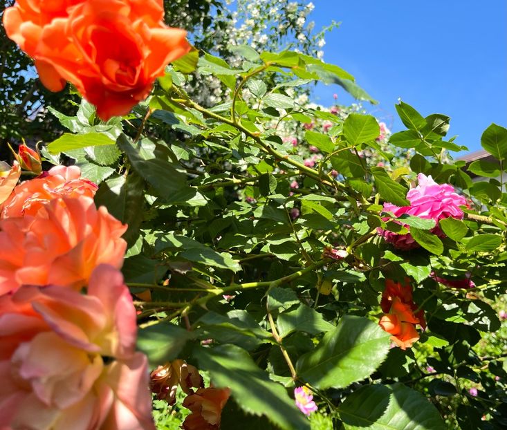 8184C0A3-137A-4BBF-A22D-439902566273 - Trandafiri 2022 3