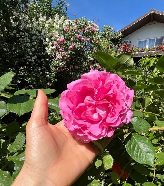 0169B7DC-45F5-4FDF-848D-50C2DFD43A4B - Trandafiri 2022 3