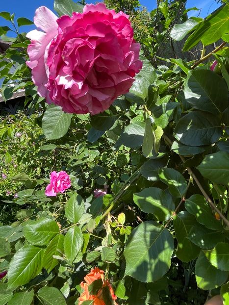 CC51391D-7C93-43E4-991C-5015693B19B4 - Trandafiri 2022 3