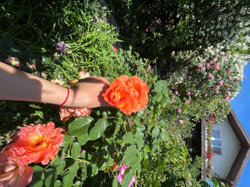 A9552E6E-633C-4634-AE6D-06615CE64C2F - Trandafiri 2022 3