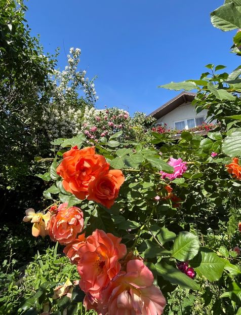 7BCC3EB0-855F-4327-A090-0CE9FE81A6C6 - Trandafiri 2022 3