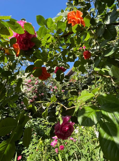 5C67887D-778F-4B4D-813E-970D1E848CDC - Trandafiri 2022 3