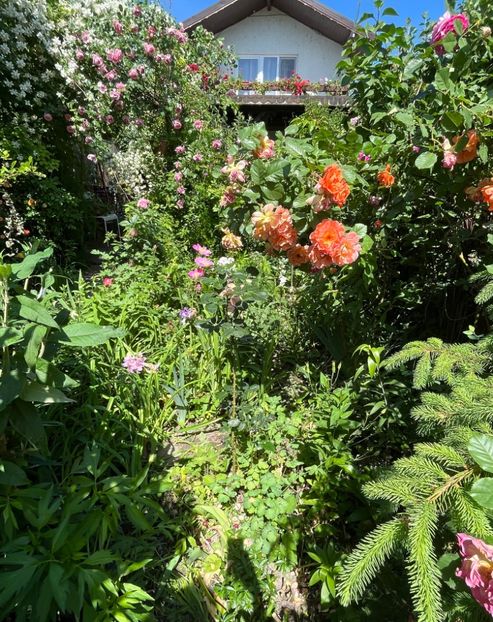 9A646788-E14C-4CC1-969B-F033D41CBA15 - Trandafiri 2022 3