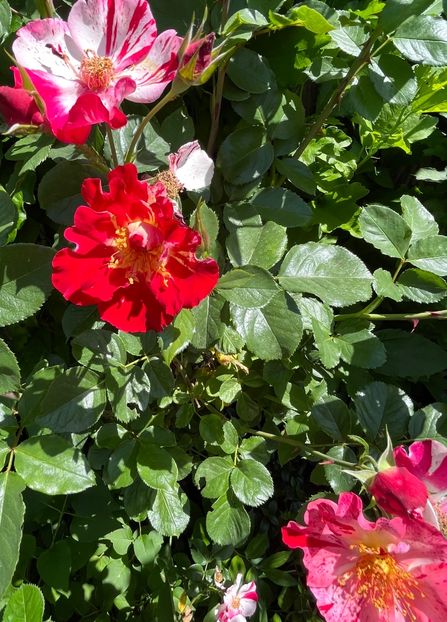 A593B26F-8B0B-4261-9BF3-2FA5540E9D30 - Trandafiri 2022 3