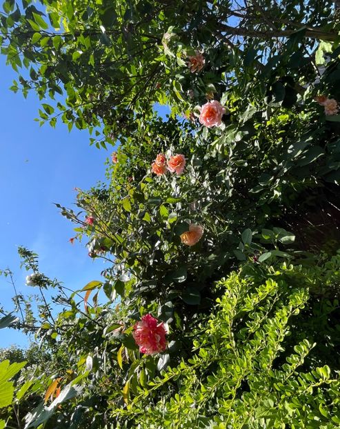 14F8BCA5-59E5-4C25-871E-1A9F85F2F9B7 - Trandafiri 2022 3